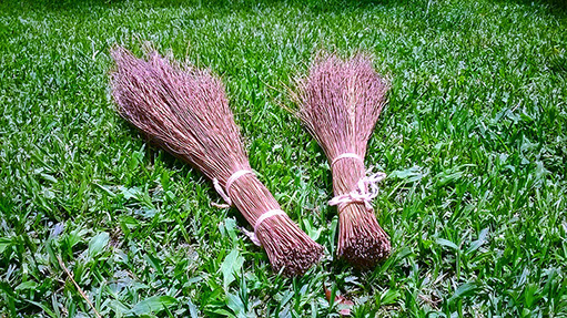 Warihi Palm